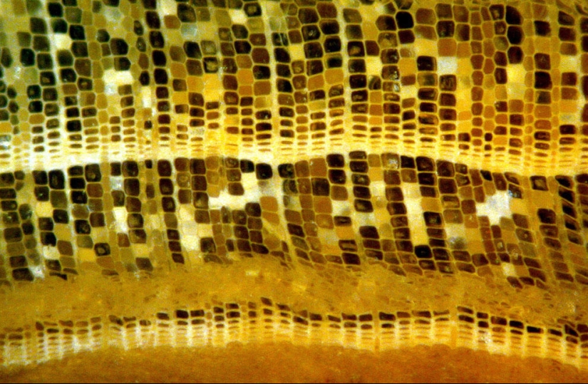 Nikon Small World Photomicrography Competition 2013 Nikon Small World Photomicrography Competition 2013