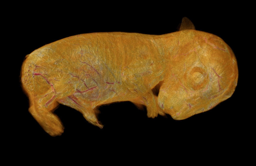 Nikon Small World Photomicrography Competition 2013 Nikon Small World Photomicrography Competition 2013