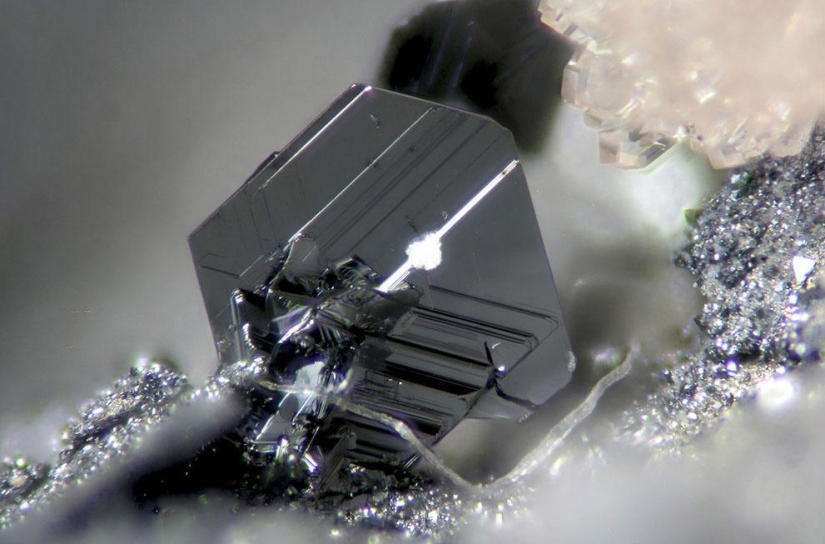 Nikon Small World Photomicrography Competition 2013 Nikon Small World Photomicrography Competition 2013