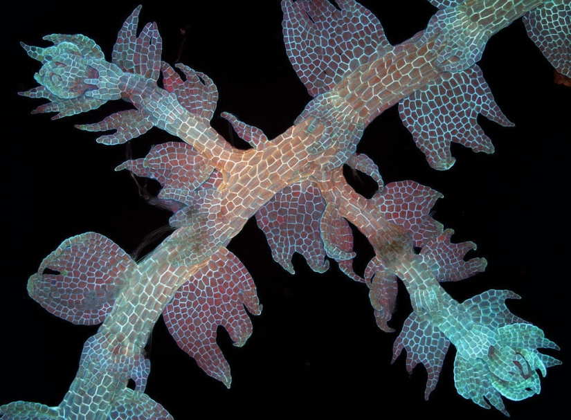 Nikon Small World Photomicrography Competition 2013 Nikon Small World Photomicrography Competition 2013