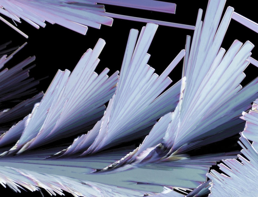 Nikon Small World Photomicrography Competition 2013 Nikon Small World Photomicrography Competition 2013