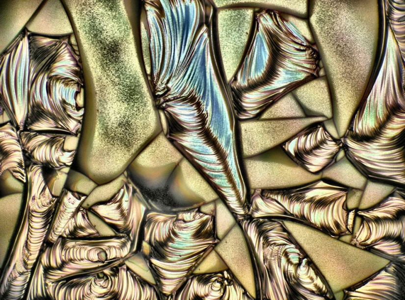 Nikon Small World Photomicrography Competition 2023: 16 Striking Images Taken By Scientists