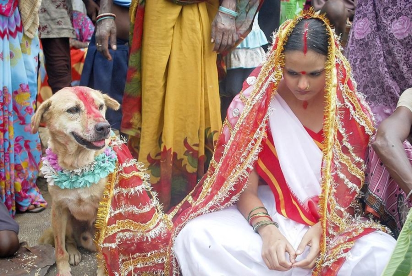 Niña india se casa con perro para romper maldición Niña india se casa con perro para romper maldición
