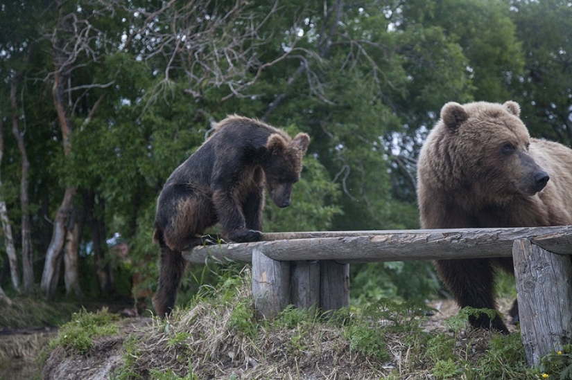 Niños en una jaula, o cómo acabamos cara a cara con osos