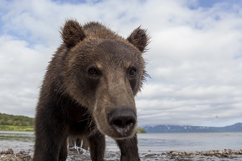 Niños en una jaula, o cómo acabamos cara a cara con osos