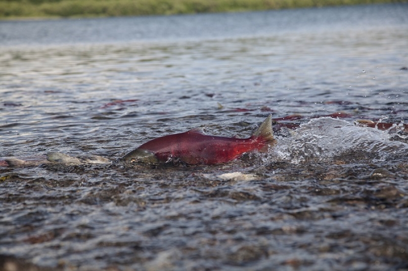 Niños en una jaula, o cómo acabamos cara a cara con osos