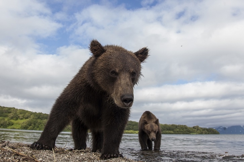 Niños en una jaula, o cómo acabamos cara a cara con osos
