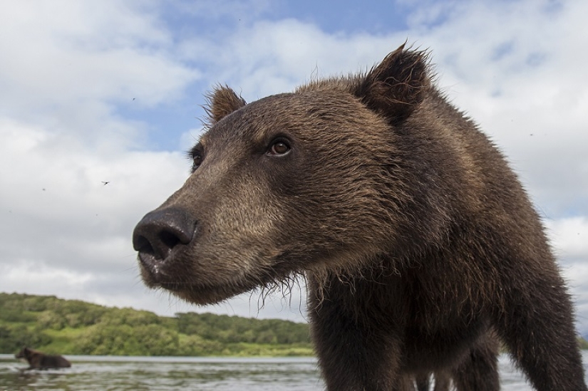 Niños en una jaula, o cómo acabamos cara a cara con osos