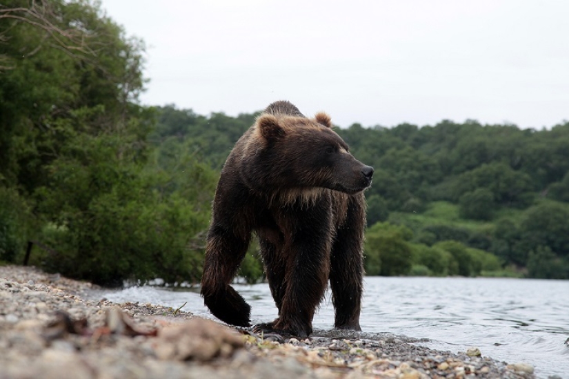 Niños en una jaula, o cómo acabamos cara a cara con osos