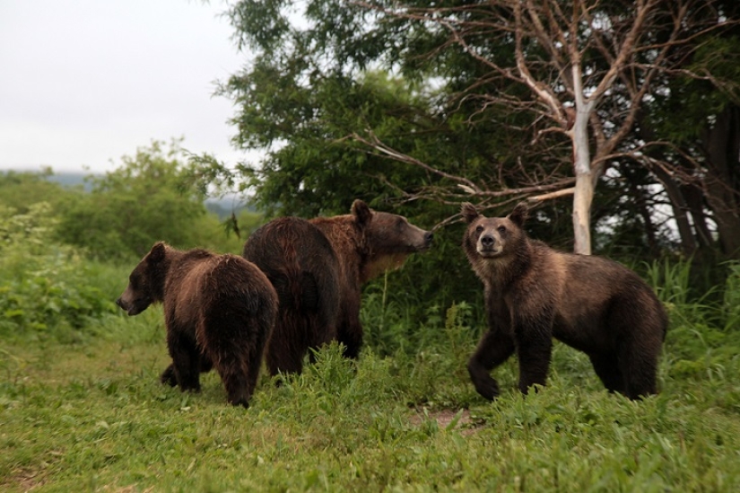 Niños en una jaula, o cómo acabamos cara a cara con osos