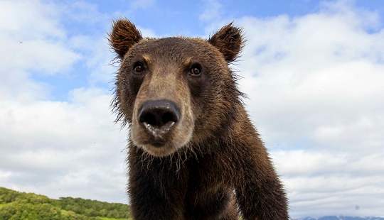 Niños en una jaula, o cómo acabamos cara a cara con osos Niños en una jaula, o cómo acabamos cara a cara con osos