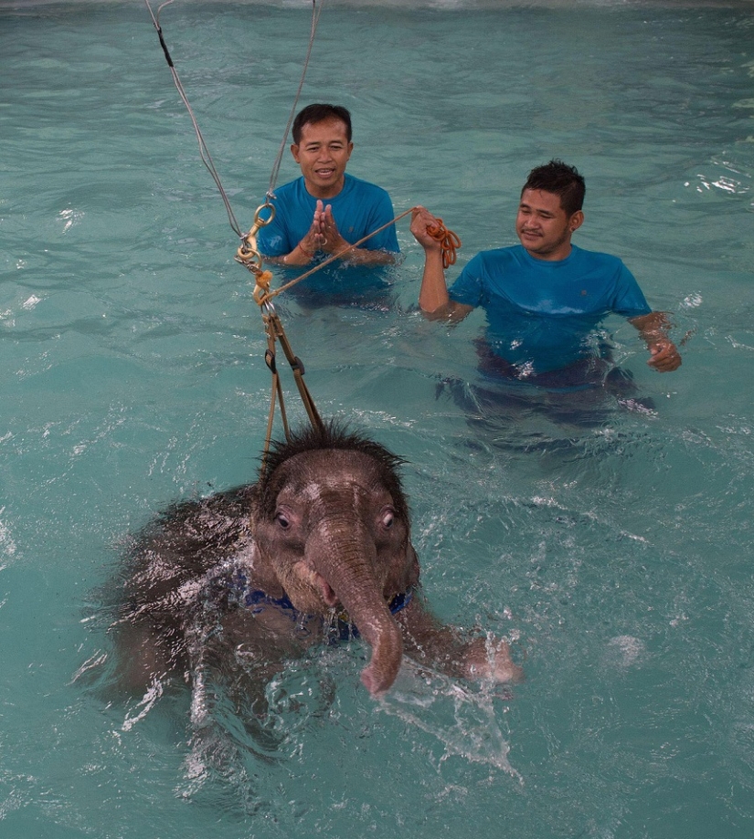 ¡No cuelgues tu baúl! En un parque tailandés, a un elefante discapacitado se le enseña a caminar de nuevo ¡No cuelgues tu baúl! En un parque tailandés, a un elefante discapacitado se le enseña a caminar de nuevo