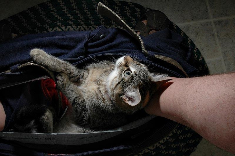 No te separes de tus seres queridos: mascotas en el baño...