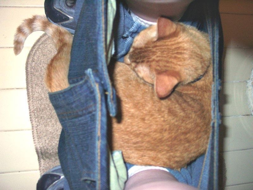 No te separes de tus seres queridos: mascotas en el baño...