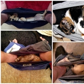 No te separes de tus seres queridos: mascotas en el baño...