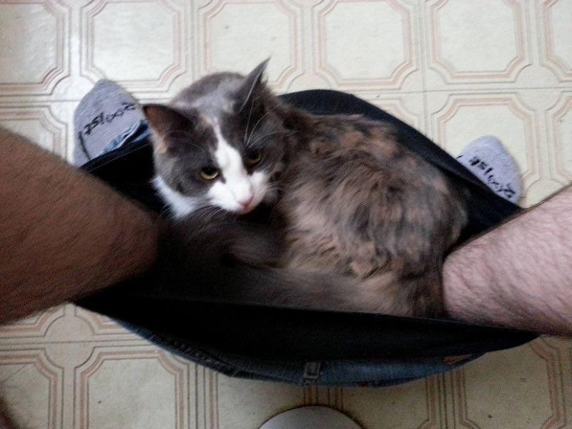 No te separes de tus seres queridos: mascotas en el baño...