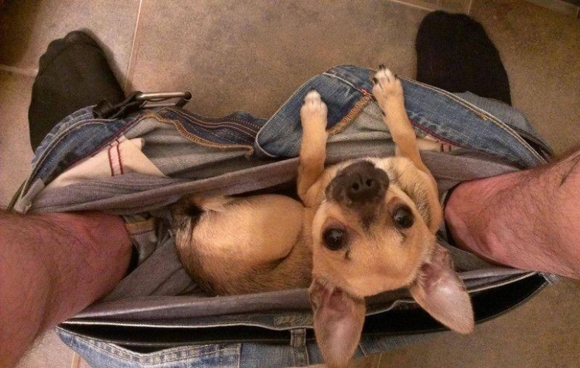 No te separes de tus seres queridos: mascotas en el baño...