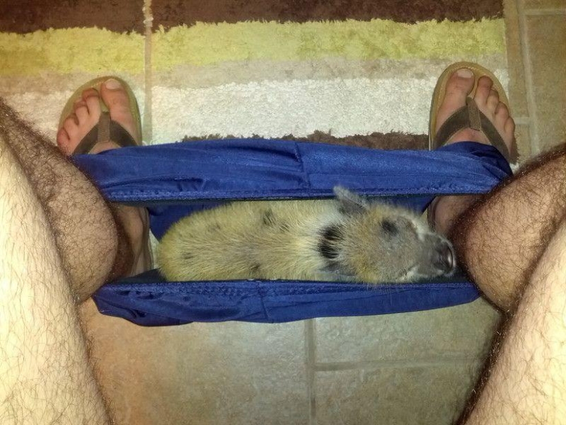 No te separes de tus seres queridos: mascotas en el baño...