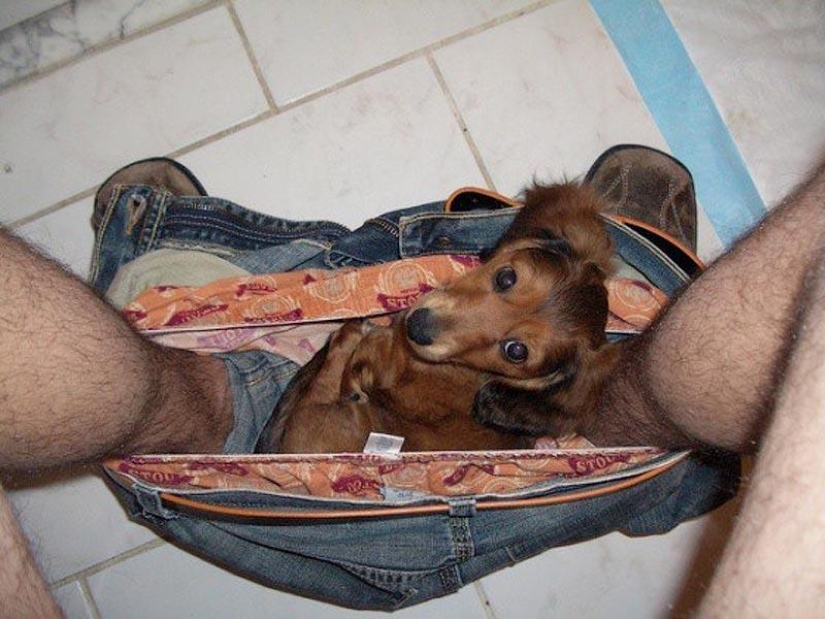 No te separes de tus seres queridos: mascotas en el baño...