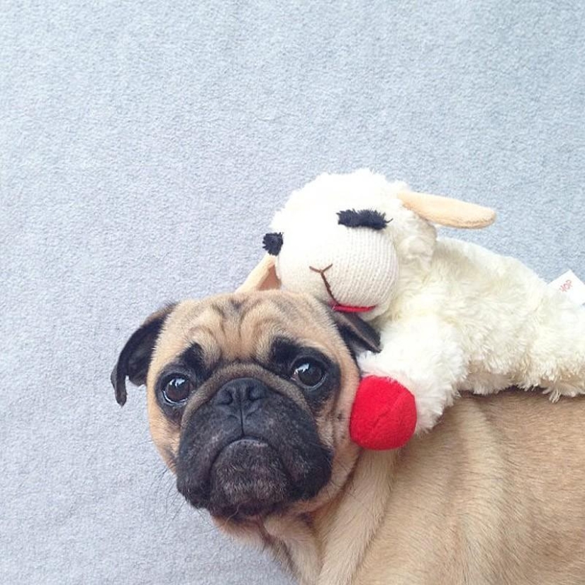 Norm es un perro con muchos roles.