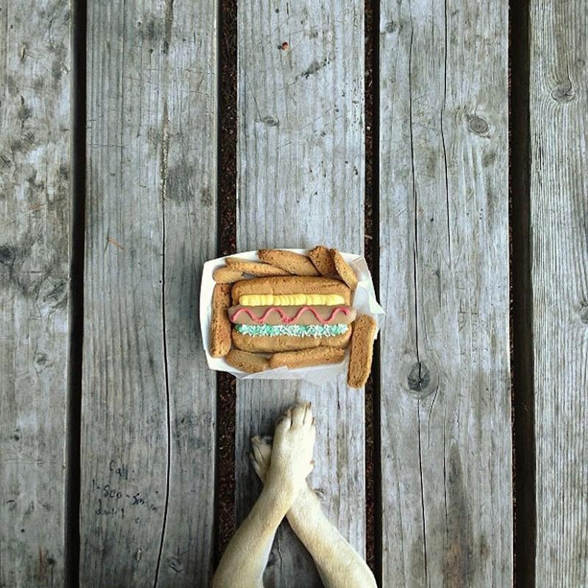 Norm es un perro con muchos roles.