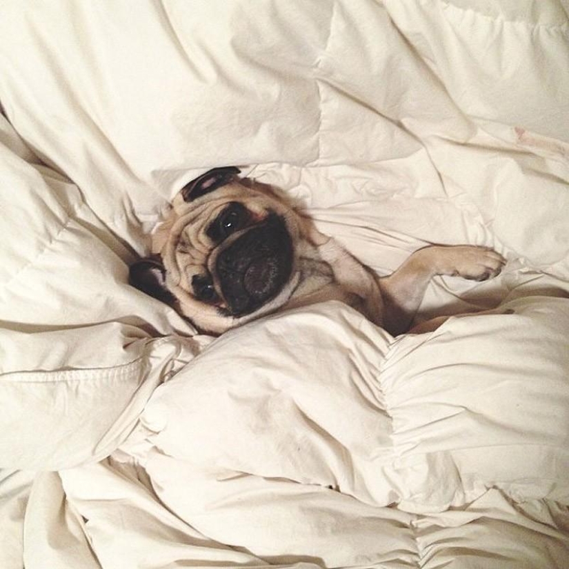 Norm is a dog with many roles