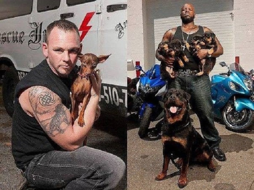 Note to the surgeon! How bikers save animals from cruel owners