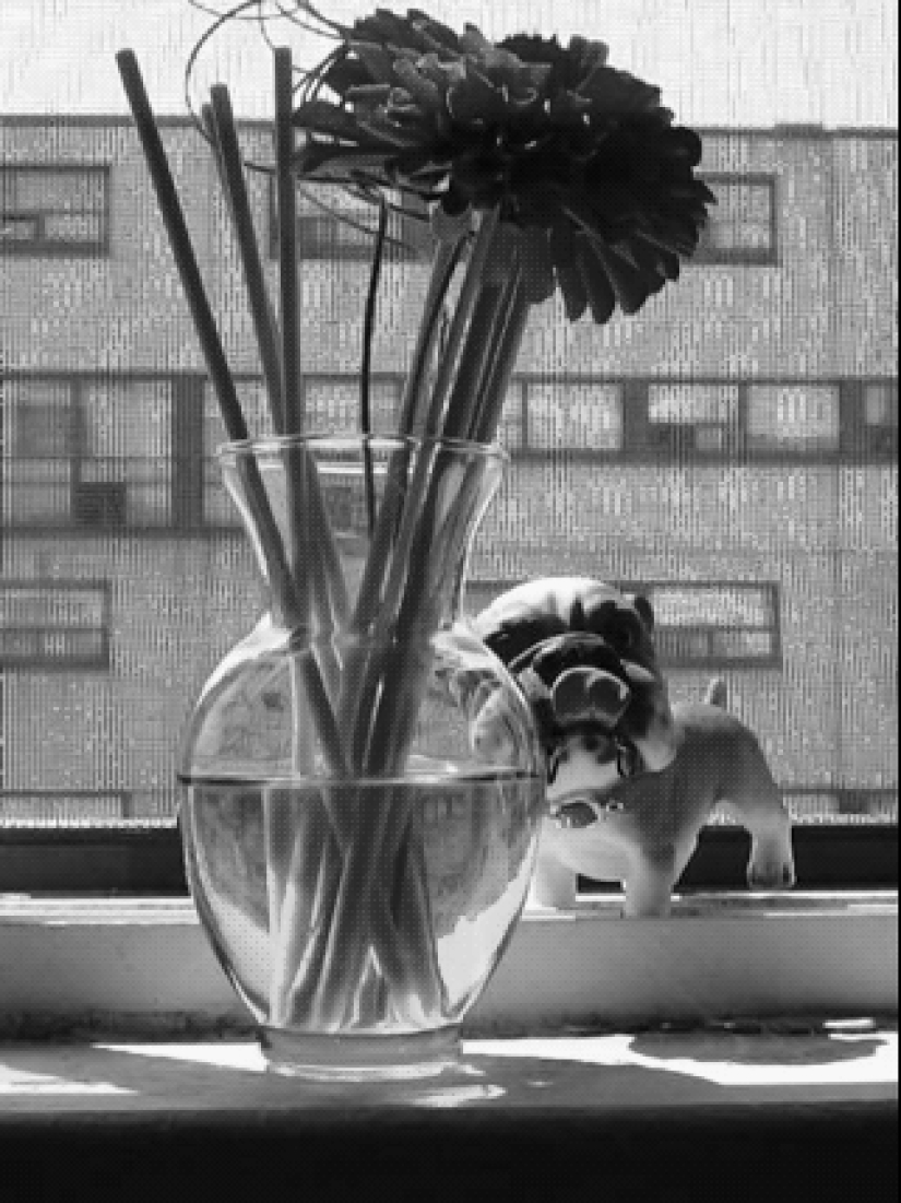 Nueva porción de "fotos en vivo" Nueva porción de "fotos en vivo"