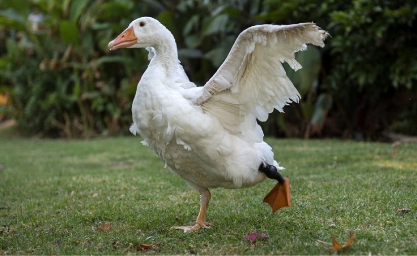 Nueva vida con un nuevo pie 3D