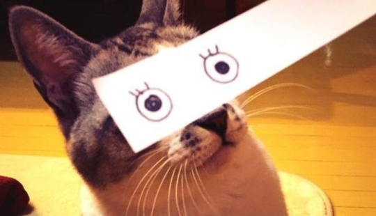 Nuevo kotofototrend: pruébate unos ojos pintados nuevos y esponjosos Nuevo kotofototrend: pruébate unos ojos pintados nuevos y esponjosos