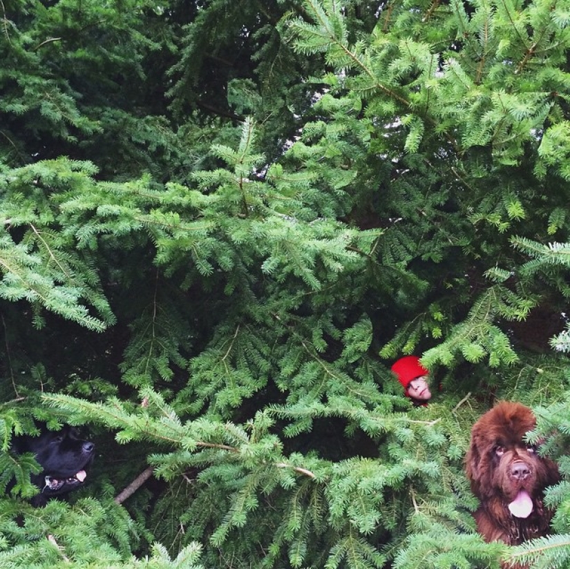 Nuevos músicos de la ciudad de Bremen Nuevos músicos de la ciudad de Bremen