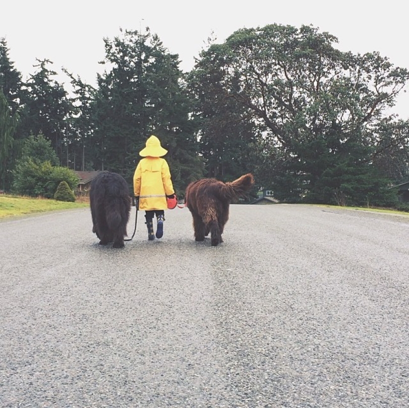 Nuevos músicos de la ciudad de Bremen Nuevos músicos de la ciudad de Bremen