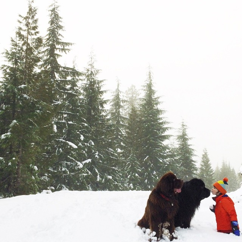 Nuevos músicos de la ciudad de Bremen Nuevos músicos de la ciudad de Bremen