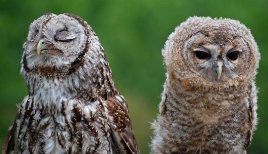 Offended owls