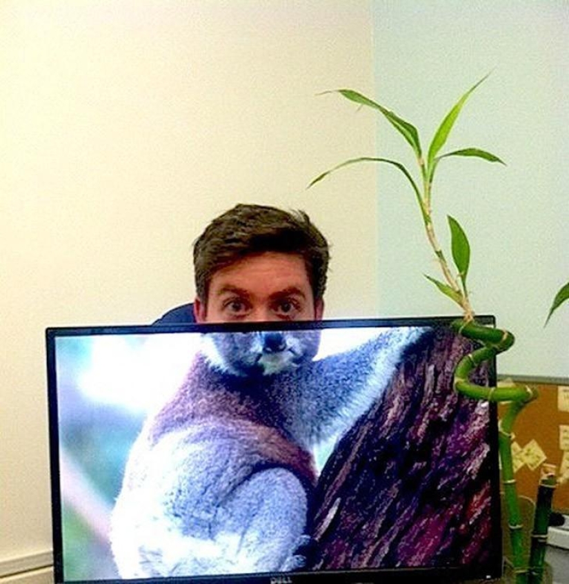 Office safari