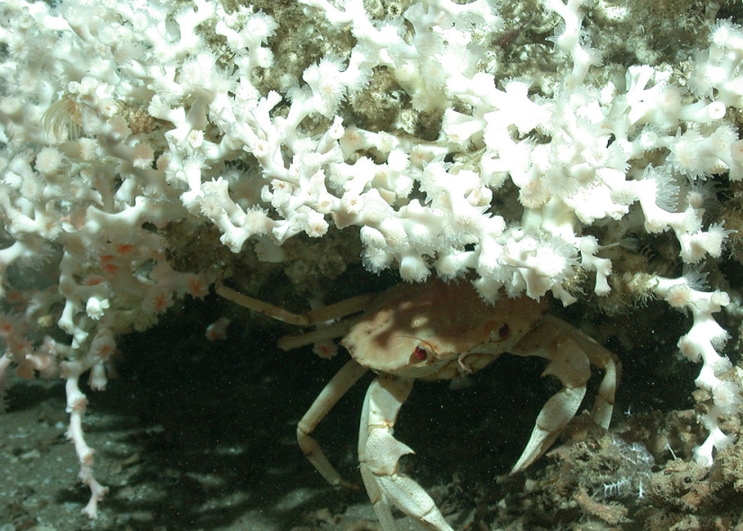Oil spill in the Gulf of Mexico