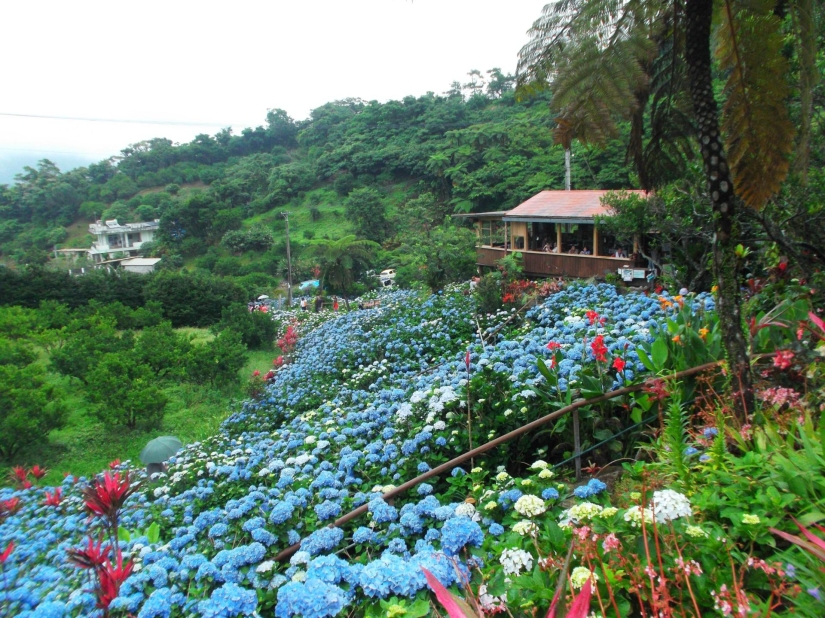Okinawa: the island of longevity and the birthplace of karate Okinawa: the island of longevity and the birthplace of karate