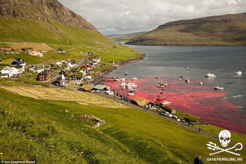 On the bloody shores: the Faroese again brutally kill hundreds of dolphins On the bloody shores: the Faroese again brutally kill hundreds of dolphins