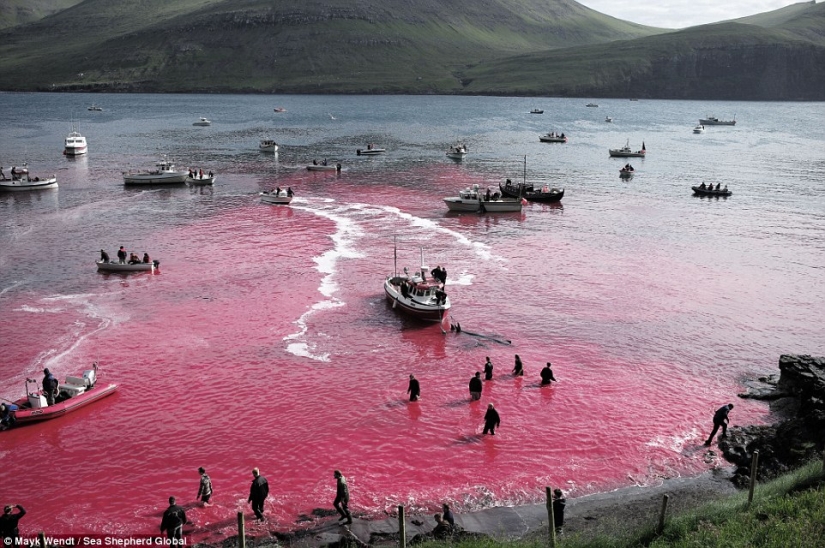 On the bloody shores: the Faroese again brutally kill hundreds of dolphins