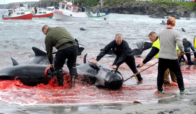 On the bloody shores: the Faroese again brutally kill hundreds of dolphins On the bloody shores: the Faroese again brutally kill hundreds of dolphins