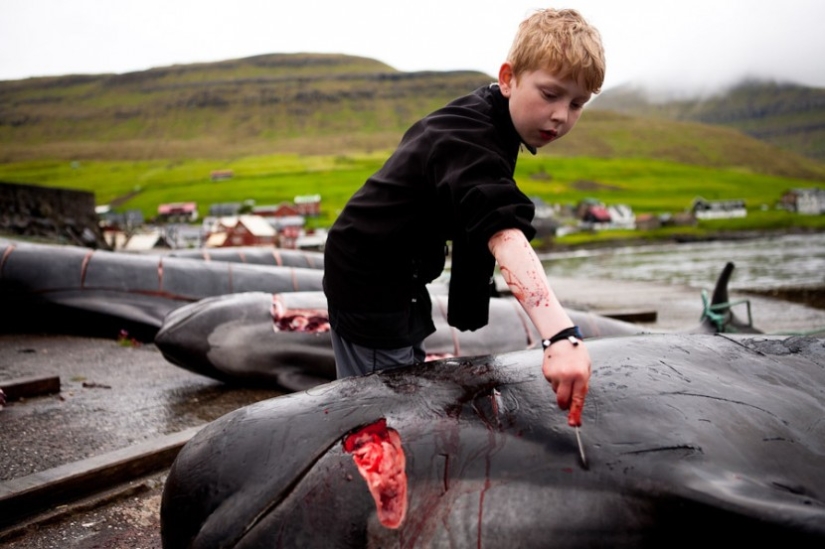 On the bloody shores: the Faroese again brutally kill hundreds of dolphins On the bloody shores: the Faroese again brutally kill hundreds of dolphins