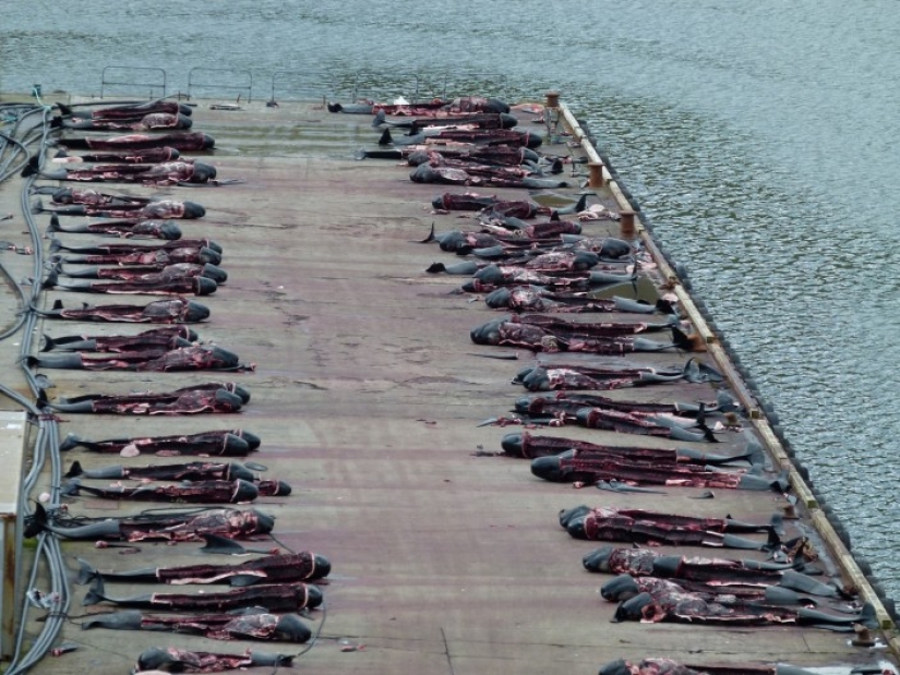 On the bloody shores: the Faroese again brutally kill hundreds of dolphins