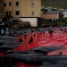 On the bloody shores: the Faroese again brutally kill hundreds of dolphins
