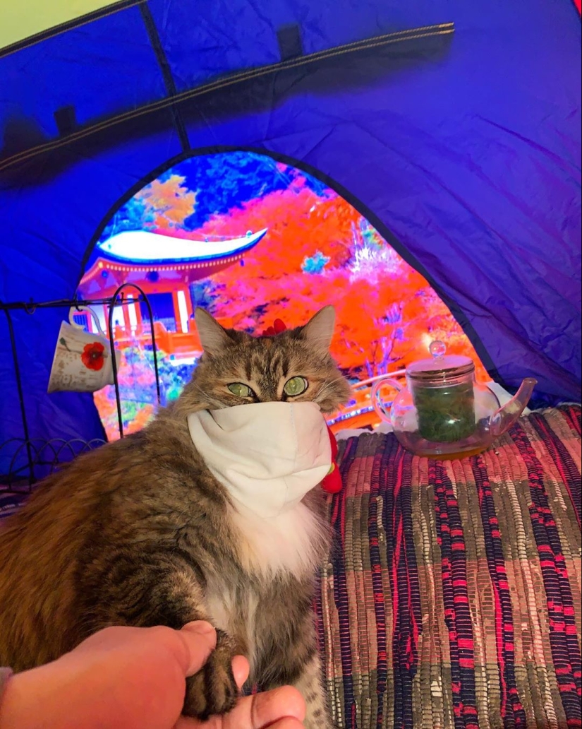 On the way to the kitchen: 30 cool photos of the flash mob "Follow me home"