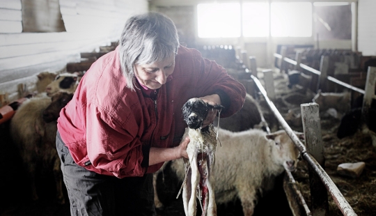 One day in the life of a sheep farm on the edge of Iceland