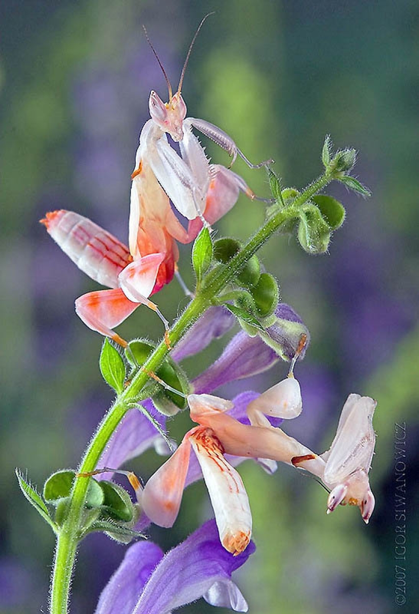 orchid praying mantis