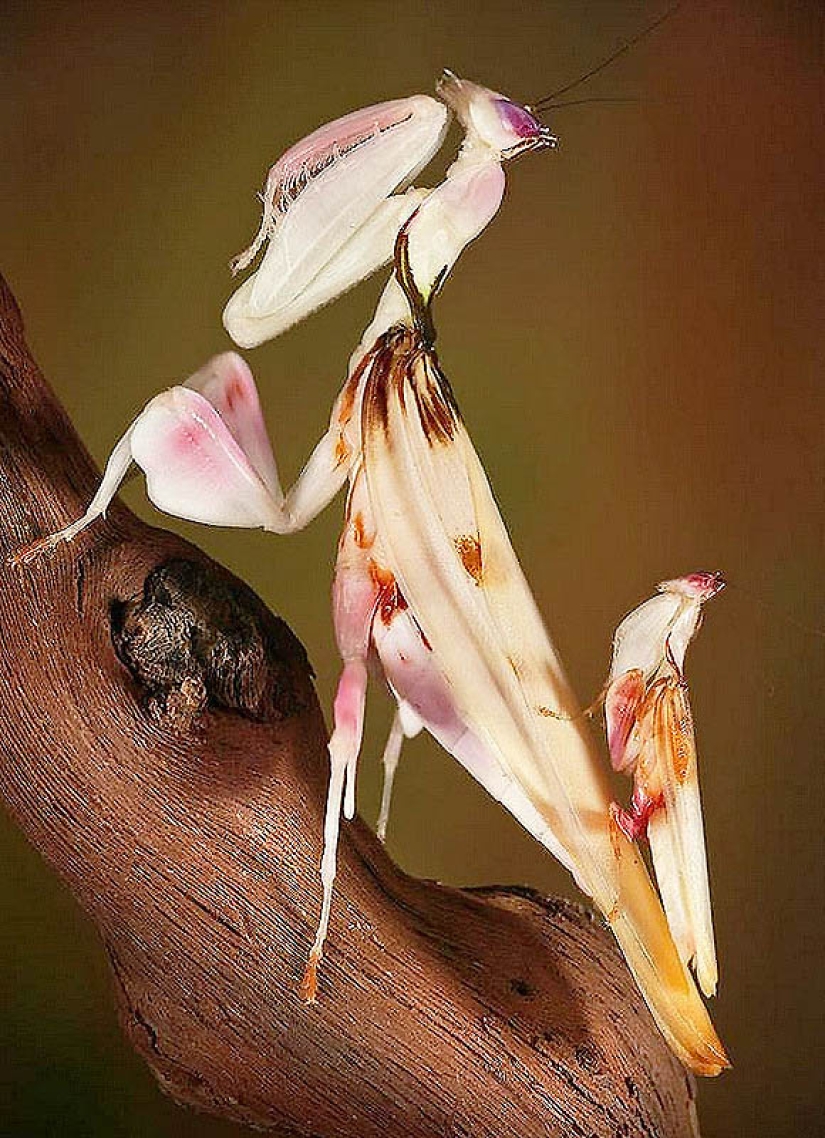 orchid praying mantis