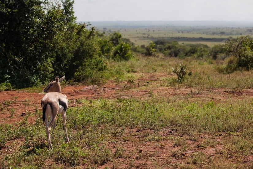Orfanato de elefantes en Kenia