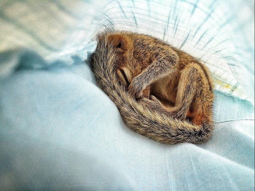 Orphan squirrel and director are best friends