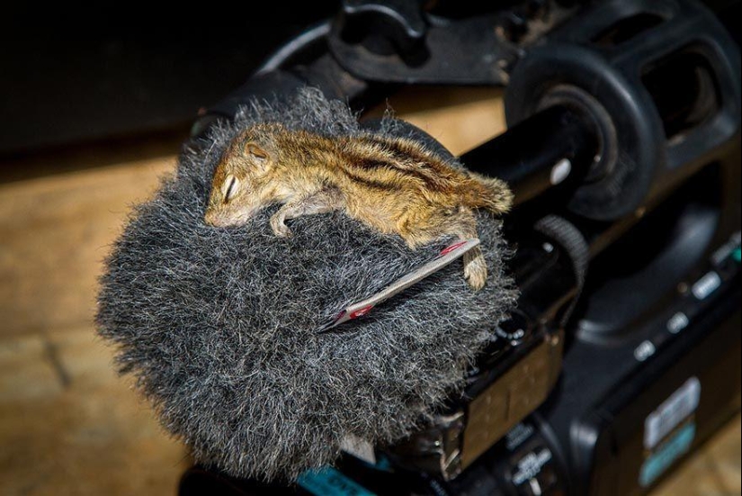 Orphan squirrel and director are best friends